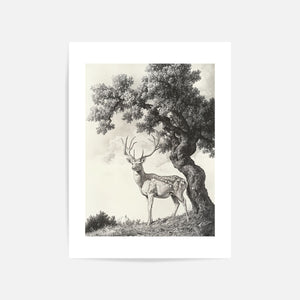 Stag Under Tree Art Print Unframed